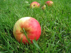 apples-85152_1920